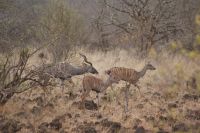424 Kudus &ndash; &copy; Susanne Schirmann (Eberhardt TRAVEL)