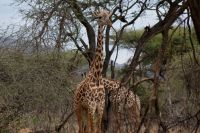 428 Masaigiraffe &ndash; &copy; Susanne Schirmann (Eberhardt TRAVEL)