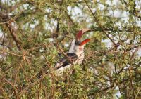 440 Toko &ndash; &copy; Susanne Schirmann (Eberhardt TRAVEL)