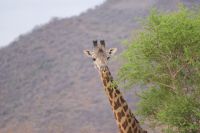 443 Tsavo West &ndash; &copy; Susanne Schirmann (Eberhardt TRAVEL)