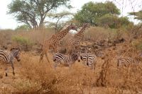 446 Tsavo West &ndash; &copy; Susanne Schirmann (Eberhardt TRAVEL)