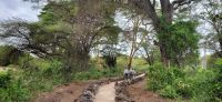 457 Mzima Springs &ndash; &copy; Susanne Schirmann (Eberhardt TRAVEL)