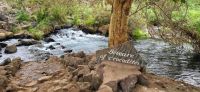 458 Mzima Springs &ndash; &copy; Susanne Schirmann (Eberhardt TRAVEL)