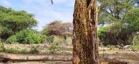 461 Meerkatze &ndash; &copy; Susanne Schirmann (Eberhardt TRAVEL)
