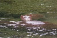 463 Hippo &ndash; &copy; Susanne Schirmann (Eberhardt TRAVEL)