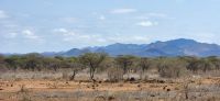 471 Tsavo West &ndash; &copy; Susanne Schirmann (Eberhardt TRAVEL)