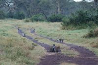 12 grüne Meerkatzen &ndash; &copy; Susanne Schirmann (Eberhardt TRAVEL)