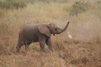 34ß Amboseli Nationalpark &ndash; &copy; Susanne Schirmann (Eberhardt TRAVEL)