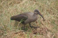 44 Hagedasch Ibis &ndash; &copy; Susanne Schirmann (Eberhardt TRAVEL)