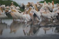 76 Pelikane &ndash; &copy; Susanne Schirmann (Eberhardt TRAVEL)