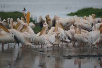 77 Pelikane &ndash; &copy; Susanne Schirmann (Eberhardt TRAVEL)