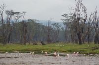 80 Flamingos am See