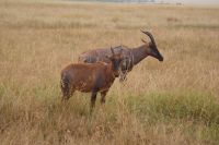 107 Topi Antilopen &ndash; &copy; Susanne Schirmann (Eberhardt TRAVEL)