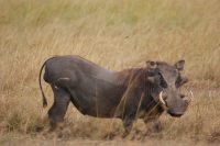 110 Pumba-Warzenschwein &ndash; &copy; Susanne Schirmann (Eberhardt TRAVEL)
