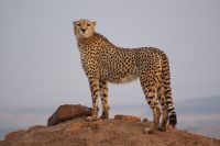 119 Gepard auf einer Anhöhe &ndash; &copy; Susanne Schirmann (Eberhardt TRAVEL)