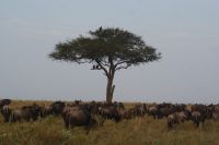 127 endlose Gnuherden &ndash; &copy; Susanne Schirmann (Eberhardt TRAVEL)