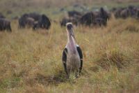 132 Marabu &ndash; &copy; Susanne Schirmann (Eberhardt TRAVEL)