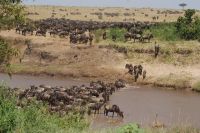 135 Migration am Sandriver &ndash; &copy; Susanne Schirmann (Eberhardt TRAVEL)