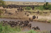 136 Migration am Sandriver &ndash; &copy; Susanne Schirmann (Eberhardt TRAVEL)