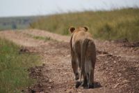 139 Löwenbegegnung &ndash; &copy; Susanne Schirmann (Eberhardt TRAVEL)
