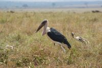 146 Marabu &ndash; &copy; Susanne Schirmann (Eberhardt TRAVEL)