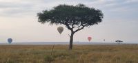 151  Ballonfahrten Masai Mara &ndash; &copy; Susanne Schirmann (Eberhardt TRAVEL)