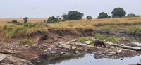 164 Hippo am Morgen &ndash; &copy; Susanne Schirmann (Eberhardt TRAVEL)