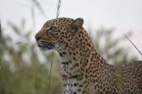 167 Leopard &ndash; &copy; Susanne Schirmann (Eberhardt TRAVEL)