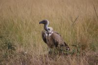 180 Geier &ndash; &copy; Susanne Schirmann (Eberhardt TRAVEL)