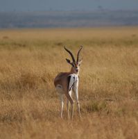189 Grandgazelle &ndash; &copy; Susanne Schirmann (Eberhardt TRAVEL)
