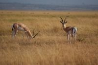 190 Grandgazelle &ndash; &copy; Susanne Schirmann (Eberhardt TRAVEL)