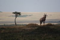 194 Topi in der Savanne &ndash; &copy; Susanne Schirmann (Eberhardt TRAVEL)