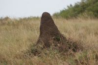 202 Termitenhügel &ndash; &copy; Susanne Schirmann (Eberhardt TRAVEL)