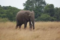 203 Elefantenbulle &ndash; &copy; Susanne Schirmann (Eberhardt TRAVEL)