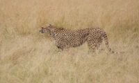 231 Gepard