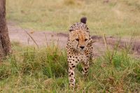 232 Gepard Masai Mara &ndash; &copy; Susanne Schirmann (Eberhardt TRAVEL)