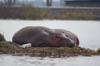 272 Hippos am Morgen &ndash; &copy; Susanne Schirmann (Eberhardt TRAVEL)