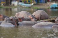 277 Hippos Lake Naisvasha &ndash; &copy; Susanne Schirmann (Eberhardt TRAVEL)