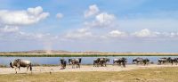 332 Amboseli Nationalpark &ndash; &copy; Susanne Schirmann (Eberhardt TRAVEL)