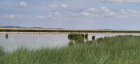 336 Flamingos &ndash; &copy; Susanne Schirmann (Eberhardt TRAVEL)