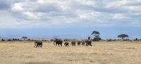 337 Amboseli Nationalpark &ndash; &copy; Susanne Schirmann (Eberhardt TRAVEL)