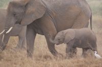 338 Amboseli Nationalpark &ndash; &copy; Susanne Schirmann (Eberhardt TRAVEL)