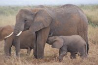 339 Amboseli Nationalpark &ndash; &copy; Susanne Schirmann (Eberhardt TRAVEL)