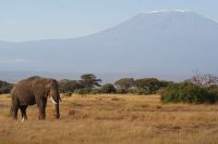 341 Amboseli Nationalpark &ndash; &copy; Susanne Schirmann (Eberhardt TRAVEL)