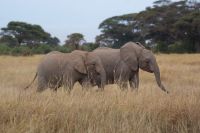 343 Amboseli Nationalpark &ndash; &copy; Susanne Schirmann (Eberhardt TRAVEL)