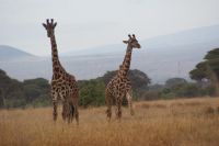 345 Amboseli Nationalpark &ndash; &copy; Susanne Schirmann (Eberhardt TRAVEL)