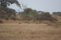 346 Gepardennachwuchs &ndash; &copy; Susanne Schirmann (Eberhardt TRAVEL)