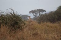 347 Amboseli Nationalpark &ndash; &copy; Susanne Schirmann (Eberhardt TRAVEL)