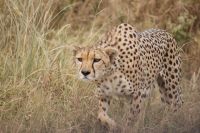348 Gepard im Amboseli NP &ndash; &copy; Susanne Schirmann (Eberhardt TRAVEL)