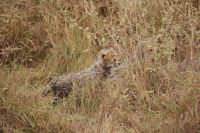 349 Gepardennachwuchs &ndash; &copy; Susanne Schirmann (Eberhardt TRAVEL)